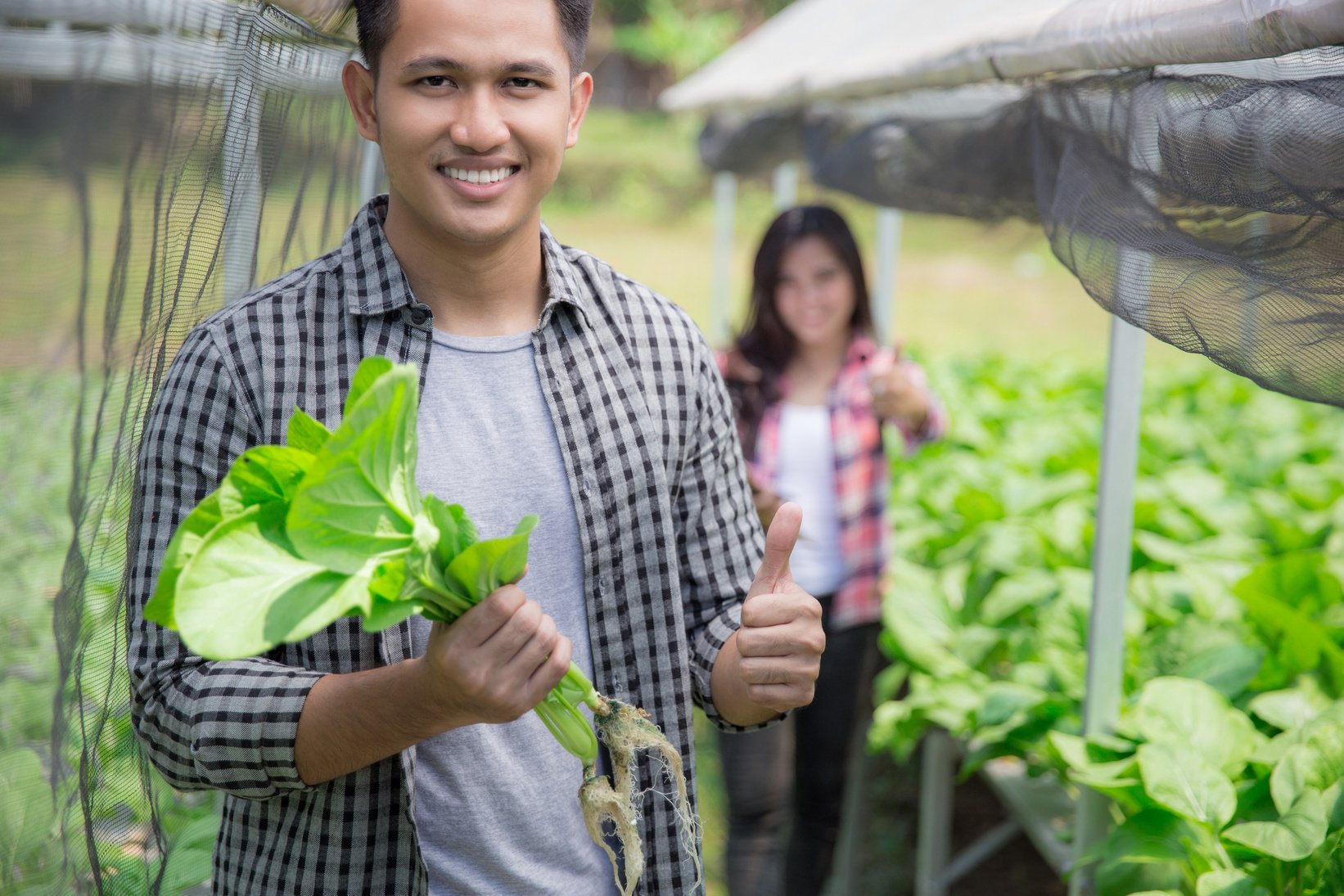 Male Farmer in Modern Hydrophonic Farm